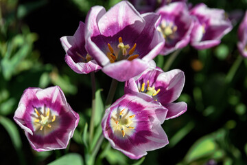 Fototapeta na wymiar Looking Inside Purple Tulip Blooms