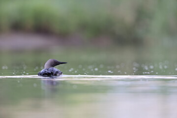 The Pacific loon or Pacific diver (Gavia pacifica), is a medium-sized member of the loon, or diver, family.