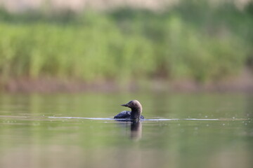 The Pacific loon or Pacific diver (Gavia pacifica), is a medium-sized member of the loon, or diver, family.