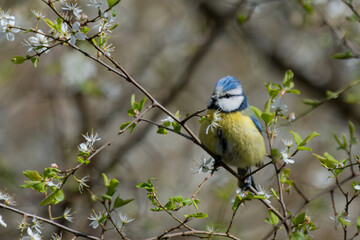 Blaumeise in Blüten