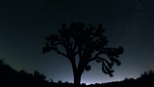 Joshua Tree Night Lapse