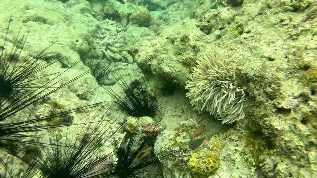 large black sea urchins on the seabed. High quality 4k footage