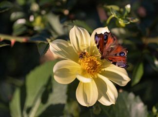 close-up of a butterfly and a bee pollinating a flower together.