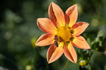 close-up of a bee pollinating a flower and making honey.