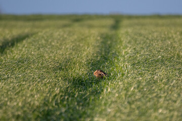 Feldhase im hohen Gras
