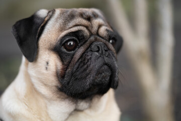 close-up portrait of a pug dog's face on the street