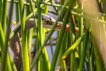 Great blue heron (Ardea cinerea) hiding behind reeds.
