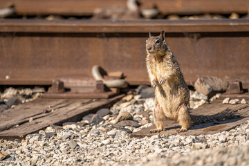 Naklejka na ściany i meble California ground squirrel (Spermophilus beecheyi) next to the railroad.