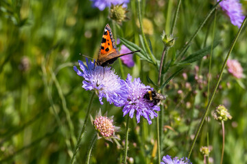 Kleiner Fuchs, Aglais urticae, Schmetterling auf einer lila Acker Witwenblume