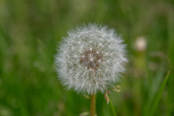 Pusteblume