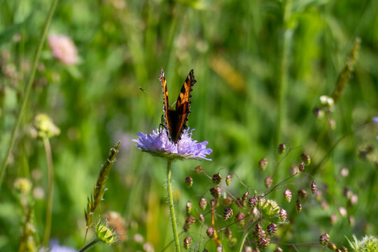 Kleiner Fuchs, Aglais urticae, Schmetterling auf einer lila Acker Witwenblume