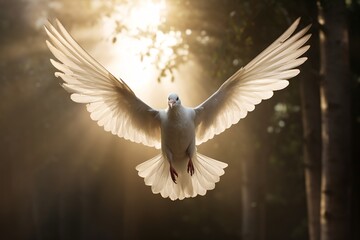 A dove of peace