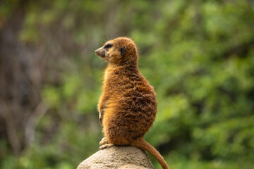 Meerkat family member (Suricata suricatta) on guard