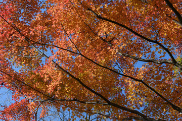 筑波山のもみじの紅葉