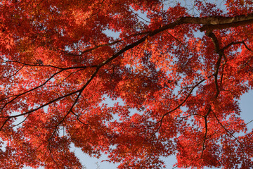 筑波山のもみじの紅葉