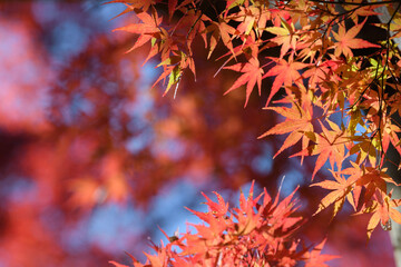 筑波山のもみじの紅葉