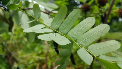The background of plant leaves exposed to rainwater forms like crystals.