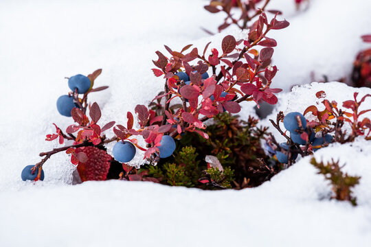 Fresh blueberries covered by fresh snow as winter appraoches in Alaska. - Powered by Adobe