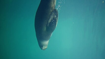 A sea lion moving its fins Dives deep into the water. Slow motion. Vertical view