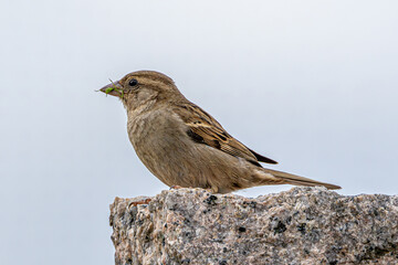 sparrow on a branch