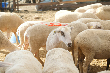 Livestock and Sacrifice Feast
