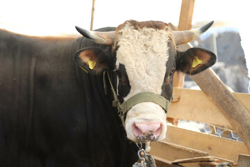 Livestock and Sacrifice Feast