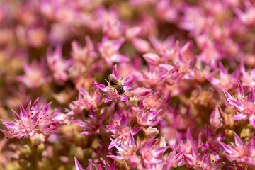 Rosa blühender Mauerpfeffer