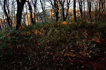 道志山塊のガンギ沢ノ頭より　木々の向こうに朝焼けに染まった今倉山
