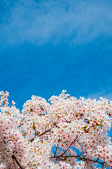 Fototapeta na wymiar cherry blossom on sky