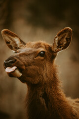 Naklejka na ściany i meble Captivating close-up elk portrait showcasing the beauty of wildlife.