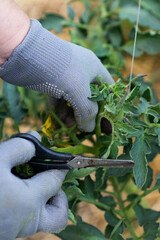 caring for vegetables in the garden, the farmer works with a pruner with scissors in the greenhouse and stepsons tomatoes, forms bushes and cuts branches, shoots and tomato bushes. Vertical photo