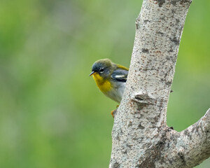 Northern Parula Warbler against spring green