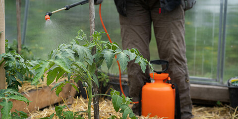 Spraying tomatoes in the greenhouse from phytophthora, a farmer fertilizes the crop, banner - obrazy, fototapety, plakaty