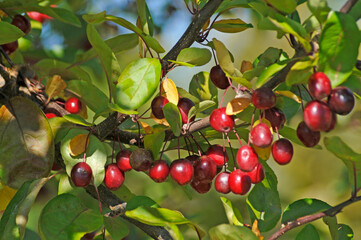 Ripe Crabapples On The Tree In Late September