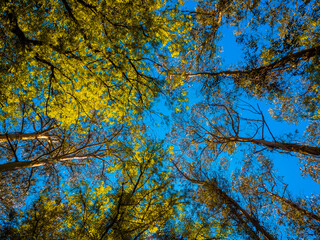 Low angle shot of a lot of tall green-leafed trees under the beautiful blue sky