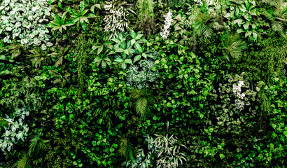 Fototapeta na wymiar Herb wall, plant wall, natural green wallpaper and background. nature wall. Nature background of green forest