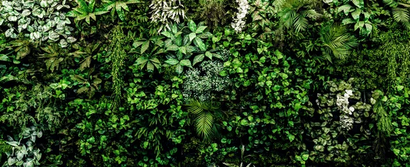 Fototapete Gras Herb wall, plant wall, natural green wallpaper and background. nature wall. Nature background of green forest