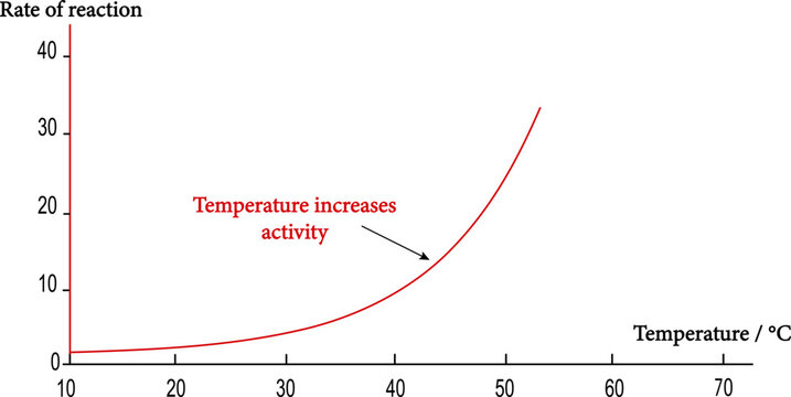 The effects of temperature on enzyme activity.Enzyme activity curve.increasing temperature increases the rate of reaction