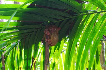 Foto op Aluminium Philippine tarsier, Bohol Island, Philippine © 昌隆 坂本