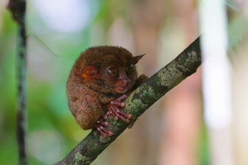 Philippine tarsier, Bohol Island, Philippine