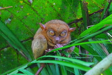 Philippine tarsier, Bohol Island, Philippine