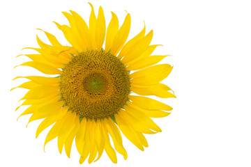 Isolated Sunflower on white background and blank space for work