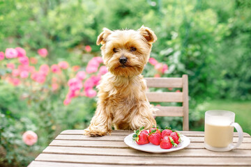 Young dog yorkshire terrier on garden green grass sitting on the table with fresh red strawberry and cup coffee