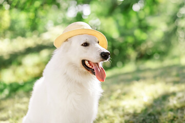 Portrait of White swiss shepherd dog in summer park, nature green background.