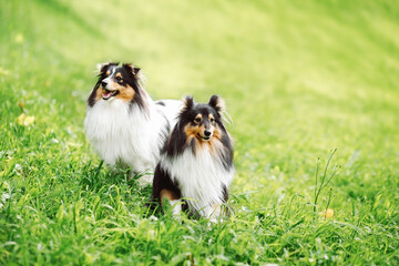 portrait of two happy friends dogs puppy and Shetland Sheepdog on nature background. collie playing