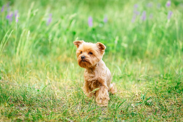 Cute Yorkshire Terrier Sitting In Green Grass