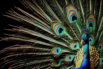 Keuken spatwand met foto A peacock feather displaying a riot of colors © Pixloom
