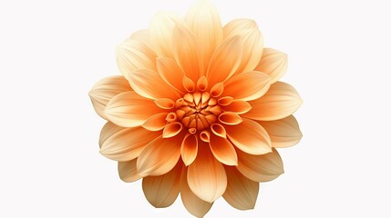 Bright Orange and yellow flower art isolated on white background. Vector watercolor illustration. Watercolor painting of a beautiful colorful dahlia flower. .