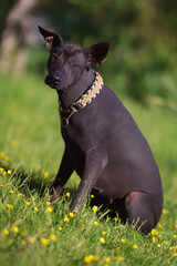 Obedient Xoloitzcuintle (Mexican hairless dog) with a paracord collar posing outdoors sitting on a green grass with yellow flowers in summer