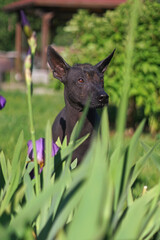 The portrait of a young Xoloitzcuintle (Mexican hairless dog) posing outdoors sitting in a green grass with a violet Iris flower in summer